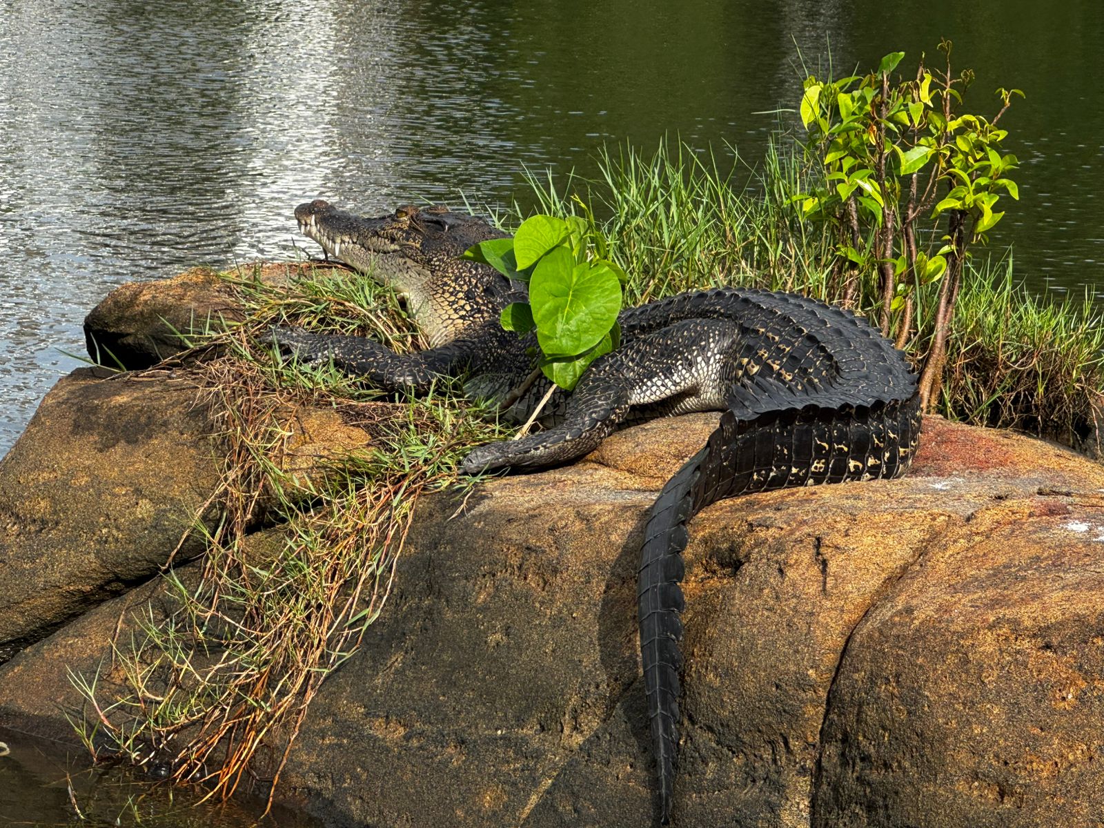 Tropical nature in Southern Sri Lanka