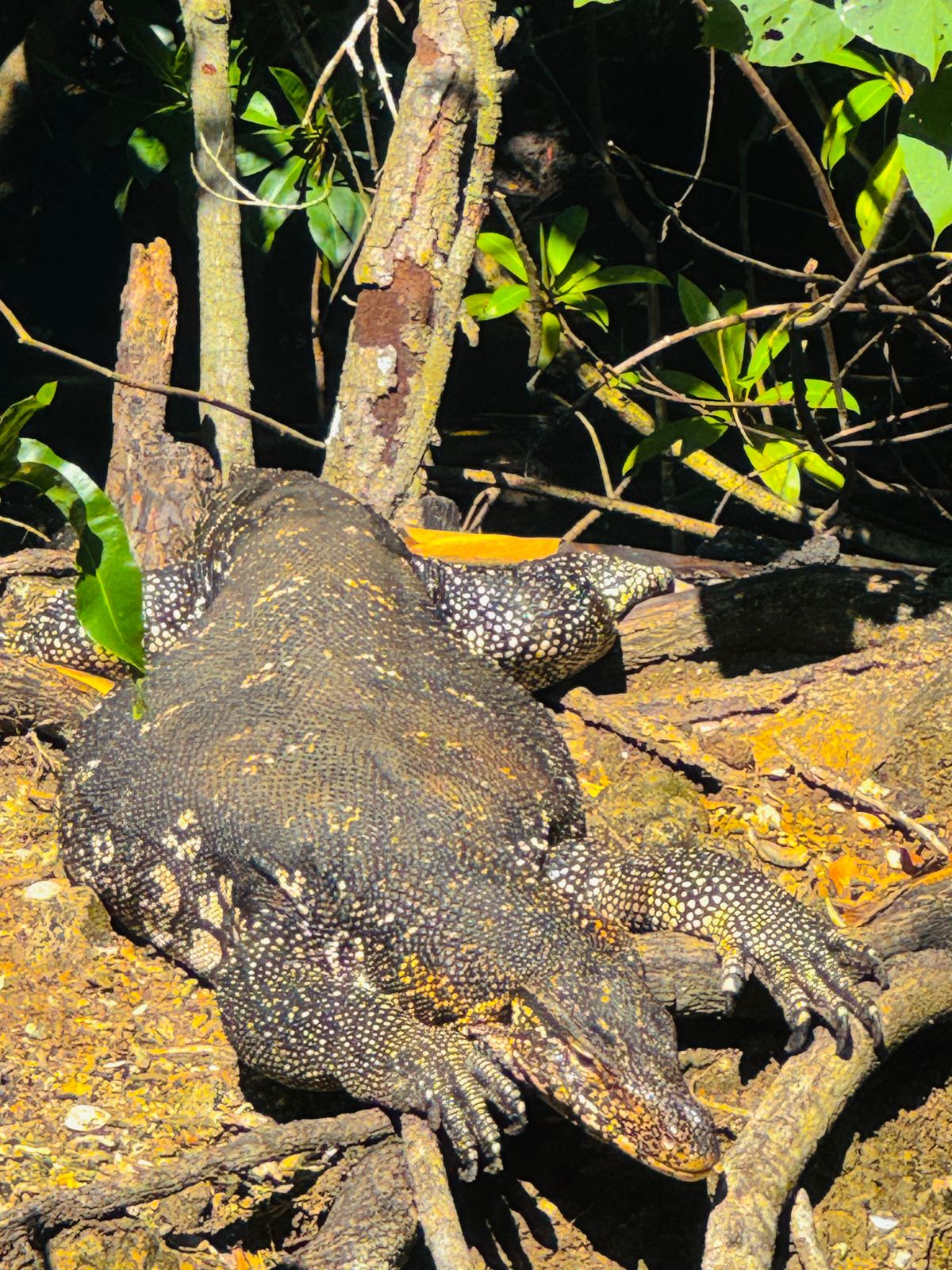 Mangrove waterways